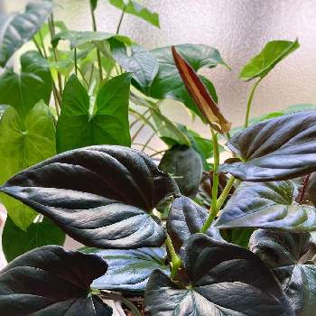 シンゴニウムの投稿画像一覧 Greensnap グリーンスナップ