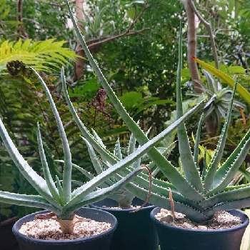 bota's Aloeの画像 by botanicallifeさん | バルコニー/ベランダとアロエ アルギロスタキスとアロエ竜山とアロエブレビフォリアとアロエ コンプレッサとアロエ属とbota's Aloe