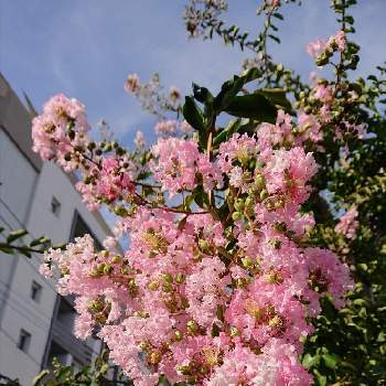 真夏の画像 by ohalu_uさん | お出かけ先と百日紅（サルスベリ)と街中と好きな花と花が好き❤とありがとーと植物だいすきと元気！となつと街路樹の花と美しいと強い子と花いろいろと真夏ときれ～い❤と街路樹と可愛いと❤️癒されてとやっぱり花が好き♡