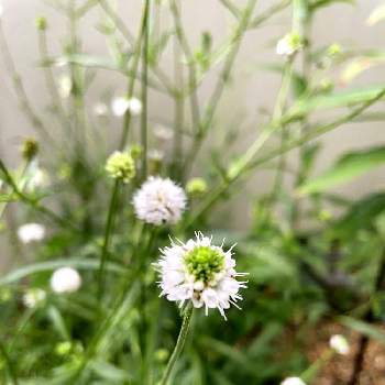 マツムシソウ科の画像 by ふみさん | 小さな庭と夏のお花と庭の宿根草と白いお花とマツムシソウ科