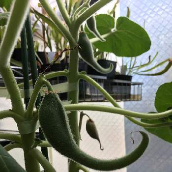 イビセラ ルテアの投稿画像一覧 Greensnap グリーンスナップ