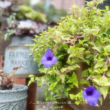 トレニアコンカラーの投稿画像一覧 Greensnap グリーンスナップ