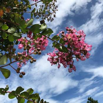 サルスベリの花の投稿画像一覧 Greensnap グリーンスナップ