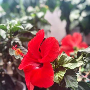 花屋の投稿画像一覧 Greensnap グリーンスナップ