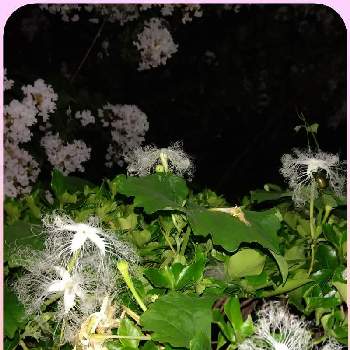 カラスウリの花の画像 by じじらさん | 広い庭とサルスベリの花とカラスウリの花