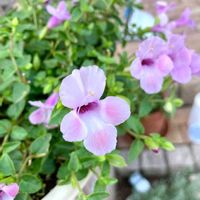 花のある暮らし,癒し…♡,今日のお花,トレニア＊,スーパートレニア カタリナ ピンクリバーの画像