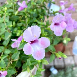 花のある暮らし,癒し…♡,今日のお花,トレニア＊,スーパートレニア カタリナ ピンクリバーの画像