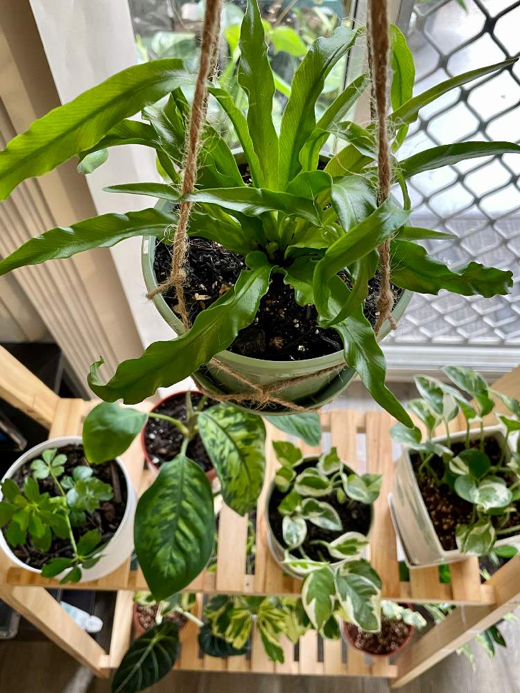 アロカシア ブラックベルベットの投稿画像 By Mikiさん タニワタリ エメラルドウェーブとホマロメナ ワリシー カモフラージュとシュフレラ とポトスと観葉植物とシダ植物とアスペルニウムと部屋と観葉植物とシダ植物 21月8月22日 Greensnap グリーンスナップ