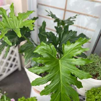 セローム葉の投稿画像一覧 Greensnap グリーンスナップ