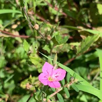 赤花夕化粧の投稿画像一覧 Greensnap グリーンスナップ