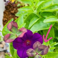 ブラッククローバーの育て方 種まきや植え替えの時期は Greensnap グリーンスナップ ブラッククローバーの育て方 種まきや植え替えの時期は Greensnap グリーンスナップ