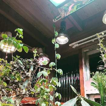 アマテラスの画像 by 喜多国 三汰さん | 窓辺とアデニア・グラウカと植物育成ライトと植物育成ライトTSUKUYOMILED(ツクヨミ)とLED植物育成ライトとAmaterasと塊根植物とツクヨミと植物育成LEDライトと植物育成ライトAMATERASLED(アマテラス)とchihiros WRGB2とTSUKUYOMIとアマテラスと植物棚
