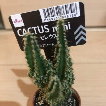 セレウス サボテンの投稿画像一覧 Greensnap グリーンスナップ