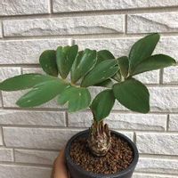 ザミアの育て方 管理する温度や水やりのコツは Greensnap グリーンスナップ