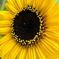 ミラクルビーム,ひまわり,黄色い花,いつもありがとう♡,癒し…♡の画像