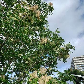 マンナトネリコの画像 by ピカピカさん | お出かけ先とマンナトネリコと㊗️じゅんさん3900picと熱海の皆さんにエールを！と㊗️PONJIさん4000picとしあわせ運べるようにと白いお花と純白マニアと神奈川県の風景
