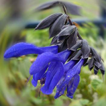 サルビアガラニチカ（メドーセージ）の画像 by かすみそうさん | 小さな庭とサルビアガラニチカ（メドーセージ）と花のあるくらしと好きな色とおうち園芸と花に魅せられてと可愛い〜♡とリフレッシュ♡と大切なはなといやし♪と紫のお花