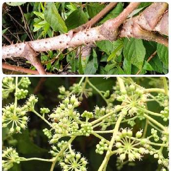 タラノキの投稿画像一覧 Greensnap グリーンスナップ