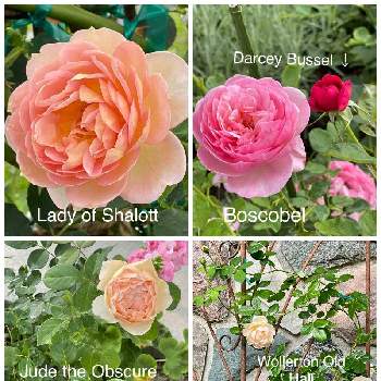 コーラル色の花の画像 by ブルーネストさん | 小さな庭とイングリッシュローズとDA ウォラトンオールドホールとDA ボスコベルとDA レディオブシャロットとDA ダーシーバッセルとDA ジュード・ジ・オブスキュアとばら バラ 薔薇とオレンジ色の花とピンクの花と半日影とバラ つるバラとコーラル色の花とおうち園芸と香る花とイングリッシュ・ローズとデビッドオースティンと赤い花とガーデニングとバラが好きとバラを楽しむとアプリコット色の花