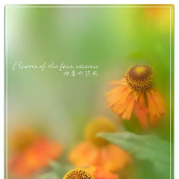 ヘレニウム（団子菊）の画像 by クジャクシダさん | 小さな庭とヘレニウム（団子菊）と多年草とおうち園芸