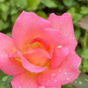 バラ ティファニーの画像 by ♡喜依(kiyori)♡さん | バラ ティファニーと薔薇に魅せられてと薔薇のある暮らし♡とおうち園芸