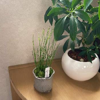 姫トクサの投稿画像一覧 Greensnap グリーンスナップ