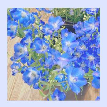 スプレーデルフィニウムの投稿画像一覧 Greensnap グリーンスナップ