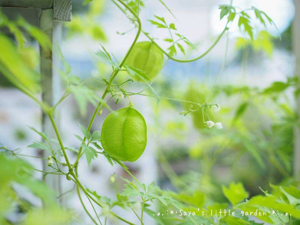 風船カズラで💚おサルさん🐒｜🍀GreenSnap（グリーンスナップ）