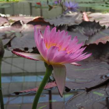 熱帯性睡蓮の画像 by かずやんさん | お出かけ先と熱帯性睡蓮と掛川花鳥園