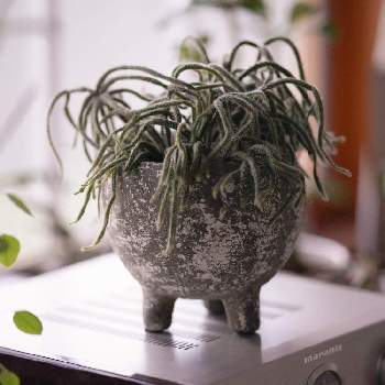 リプサリス ホリダの投稿画像一覧 Greensnap グリーンスナップ