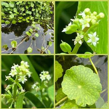 ウォーターマッシュルームの花の投稿画像一覧 Greensnap グリーンスナップ ウォーターマッシュルームの花の投稿画像一覧 Greensnap グリーンスナップ