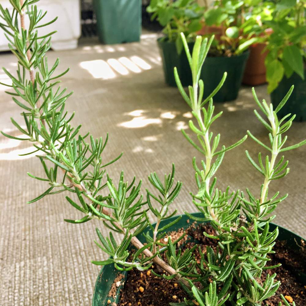 マジョルカピンクローズマリー Salvia Rosmarinus Maiorca Pink Greensnap グリーンスナップ