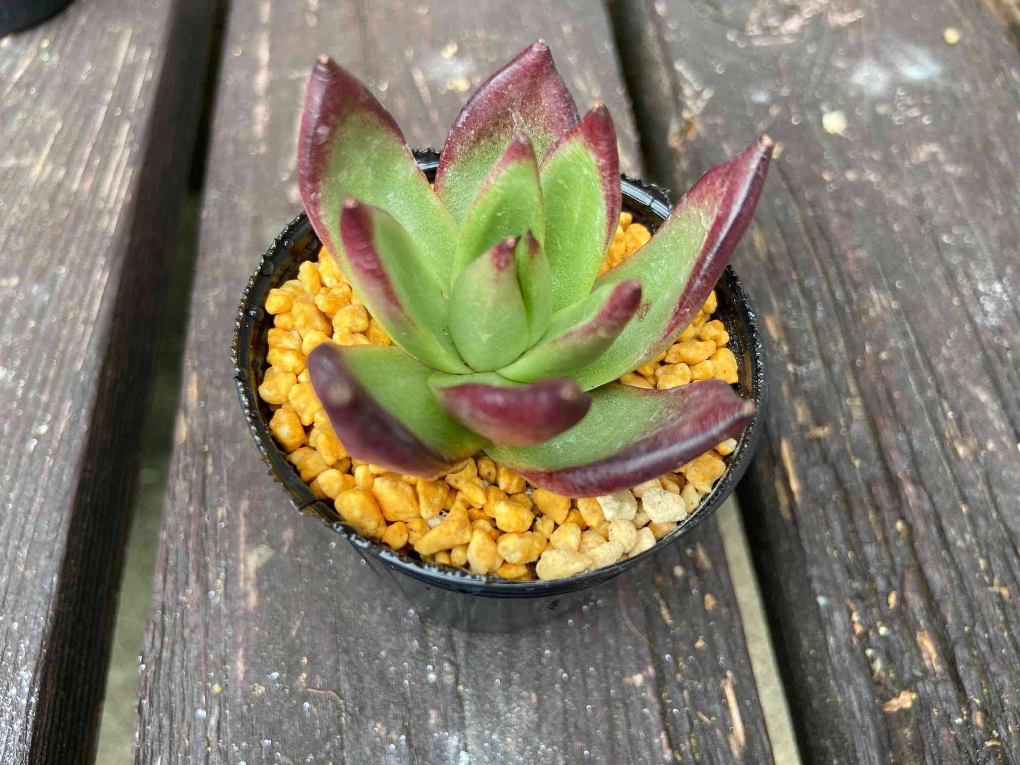＆ color succulent🍀群馬の多肉生産者 | 今日の多肉【レッド