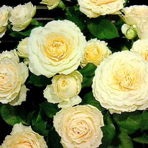 バラ、薔薇、ばら,切り花,フラワーアレンジメント,感謝,思い出の画像