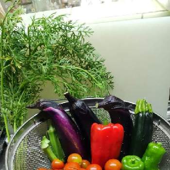  ズッキーニの画像 by あななさん | キッチンと赤パプリカと家庭菜園となす♪とうちの人参とオクラ♪と ミニトマトとピーマン♪と ズッキーニ
