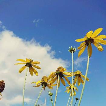 特定外来生物の投稿画像一覧 Greensnap グリーンスナップ