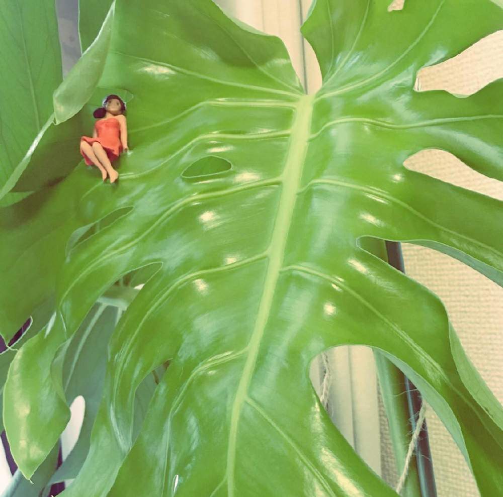 瀕死になったモンステラの復活を祈る会 Greensnap グリーンスナップ 瀕死になったモンステラの復活を祈る会 Greensnap グリーンスナップ