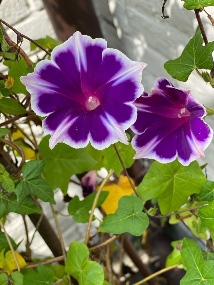 西洋朝顔 スノーフレークの投稿画像 By Gdnaさん 開花と紫色の花と蔓性植物 21月8月23日 Greensnap グリーンスナップ