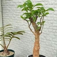 バオバブの育て方 種まきの時期や鉢植え 地植えの方法は Greensnap グリーンスナップ