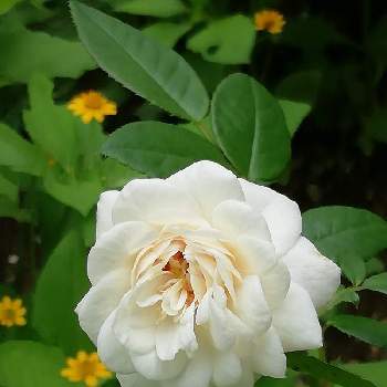 ロゼット咲きの画像 by Inoさん | 小さな庭とマクミランナースと中輪とロゼット咲き