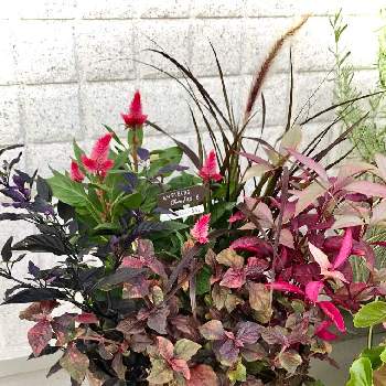 赤い葉の投稿画像一覧 Greensnap グリーンスナップ