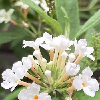 ランタナ 白の投稿画像一覧 Greensnap グリーンスナップ