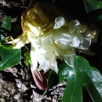 京都府立植物園温室の画像 by ルーシーさん | お出かけ先とゲッカビジンと今日のお花と京都府立植物園温室と2019同期