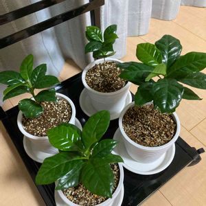 コーヒーの木,観葉植物,100均観葉植物,相談,窓辺の画像