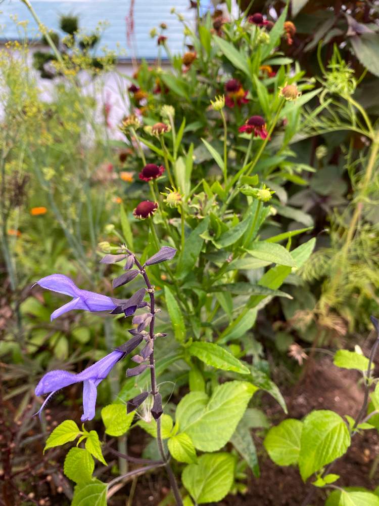 スーパーサルビア ロックンロール ブルーティアーズの投稿画像 By あおいねこさん スーパーサルビア ロックンロールと北国と青い花と北海道の庭と北海道と一年草 21月8月23日 Greensnap グリーンスナップ