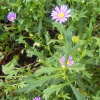 ブラキカムの育て方 種まきや植え替えの時期は 水やりの頻度は Greensnap グリーンスナップ