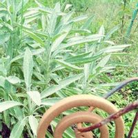 セージの育て方 種まきや剪定の時期 増やし方は Greensnap グリーンスナップ セージの育て方 種まきや剪定の時期 増やし方は Greensnap グリーンスナップ