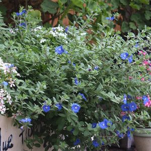 アメリカンブルー,寄せ植え,鉢植え,青い花,爽やかの画像