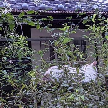 クレマチス✽の画像 by 秋草さん | 広い庭とクレマチスと白い花シリーズ❣️と白・しろ・ホワイトとクレマチス✽と我家のワンニャン♡と白い花と白い花マニア