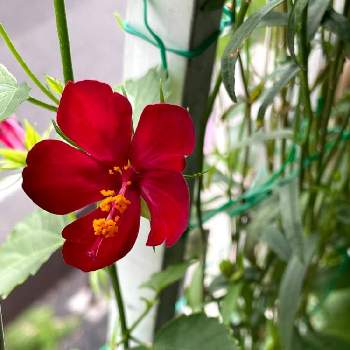 沖縄ハイビスカス 原種の投稿画像一覧 Greensnap グリーンスナップ